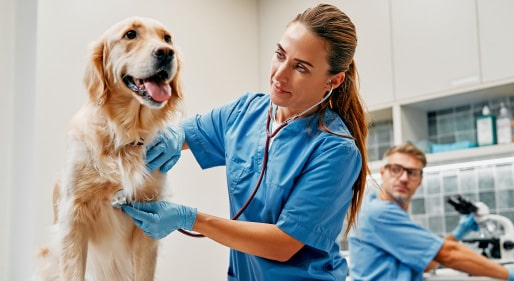 Veterinary